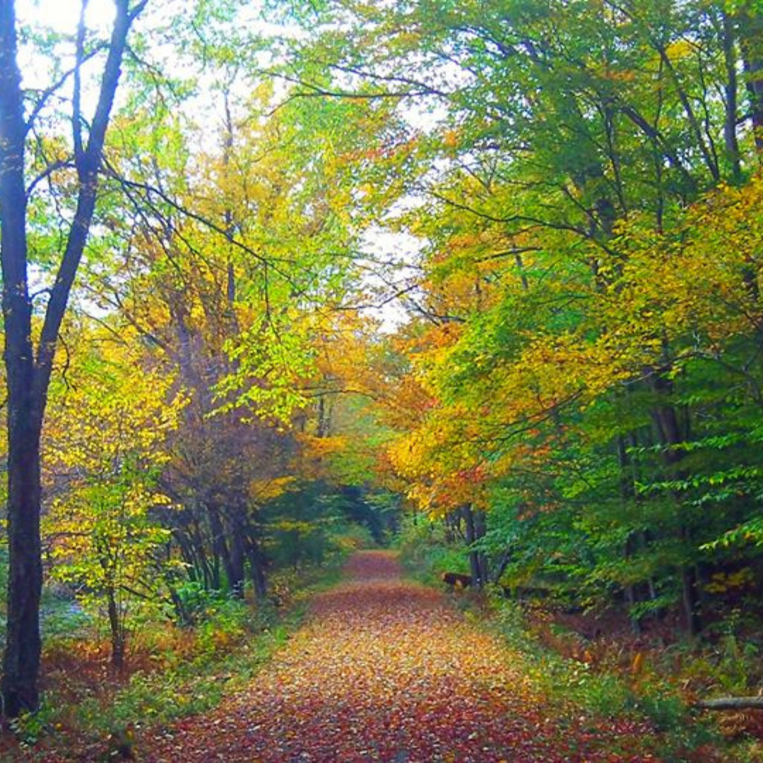 Kinzua Valley Half Marathon Set for October 25th